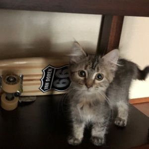 Meet your Posher, Lux